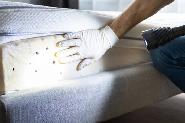 Best Flea Control Services  in Grove, OK