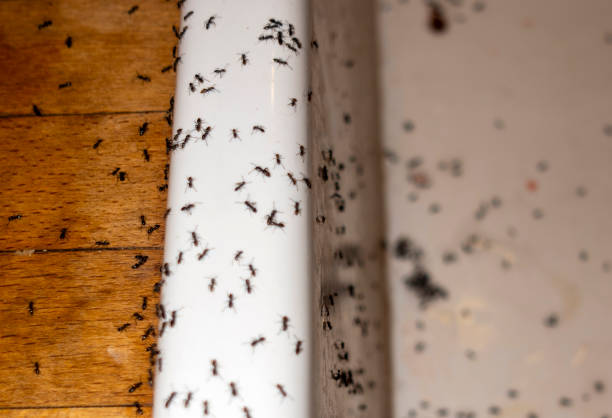 Best Best Pest Control Companies  in Grove, OK