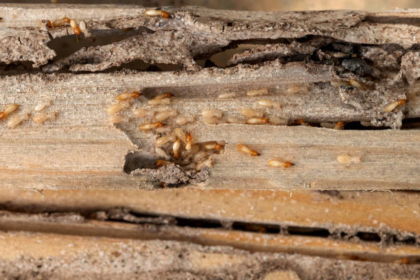 Best Local Pest Control Services  in Grove, OK